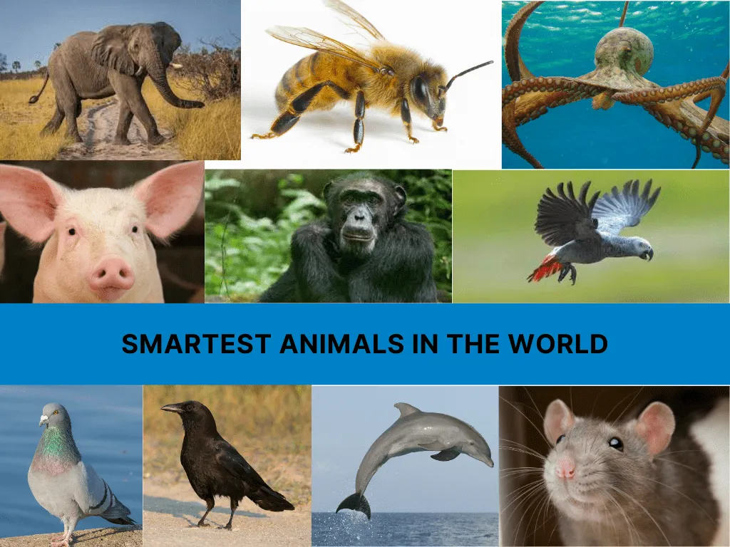 Intelligent Animals