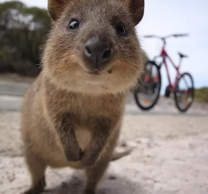 A close-up image of a smiling quokka, one of the native inhabitants of Rottnest Island, curiously looking at the camera.