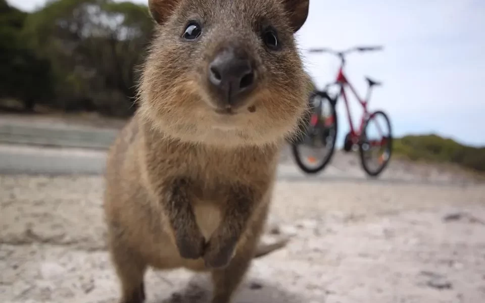 A close-up image of a smiling quokka, one of the native inhabitants of Rottnest Island, curiously looking at the camera.