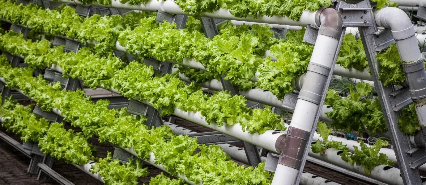 Environmental Sustainability in Vertical Farming
