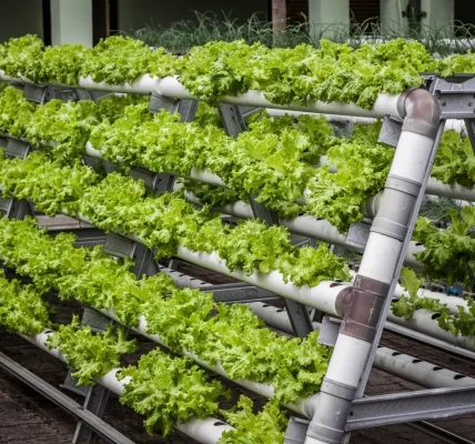 Environmental Sustainability in Vertical Farming