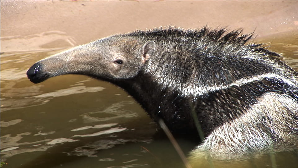 Giant Anteaters in Popular Culture