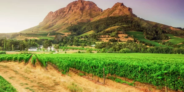 Franschhoek Discovering South Africa’s Wine Country