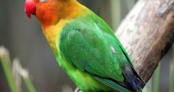 Lovebird Burung Warna-