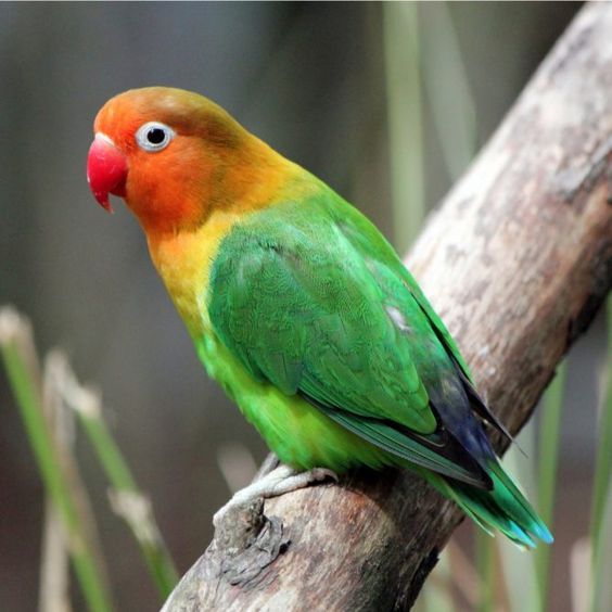 Lovebird Burung Warna-