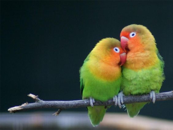 Lovebird Burung