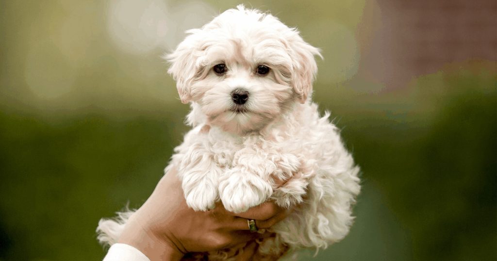 Sejarah dan Asal Usul Anjing Maltipoo