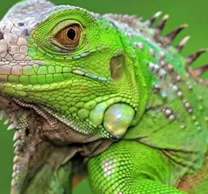 Iguana Hijau