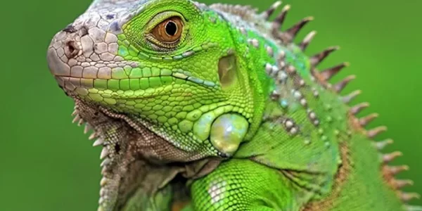 Iguana Hijau