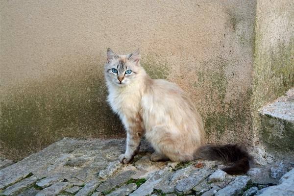 Kucing Balinese