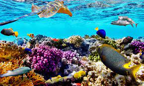 great-barrier-reef-keajaiban-alam-yang-mengagumkan