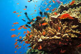 great-barrier-reef-keajaiban-alam-yang-mengagumkan