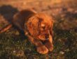 Cocker Spaniel Inggris