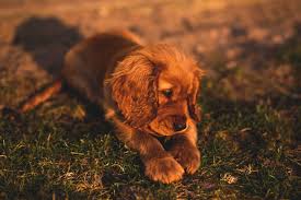 Cocker Spaniel Inggris