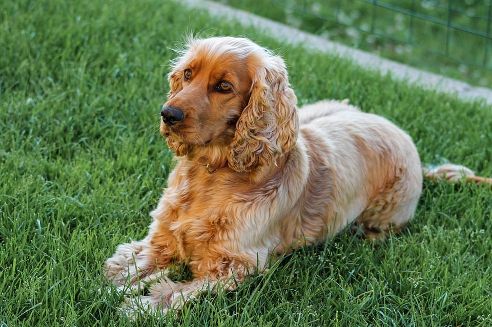 Fakta Menarik tentang Cocker Spaniel Inggris