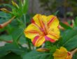 Mirabilis Jalapa