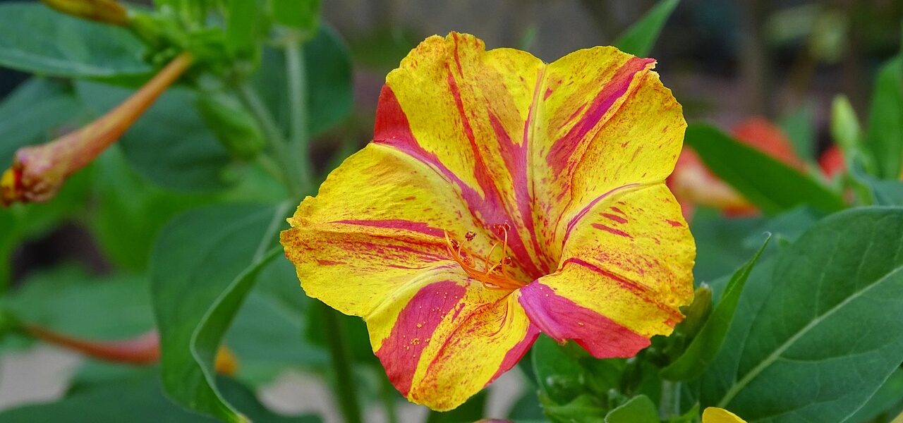 Mirabilis Jalapa