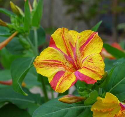 Mirabilis Jalapa