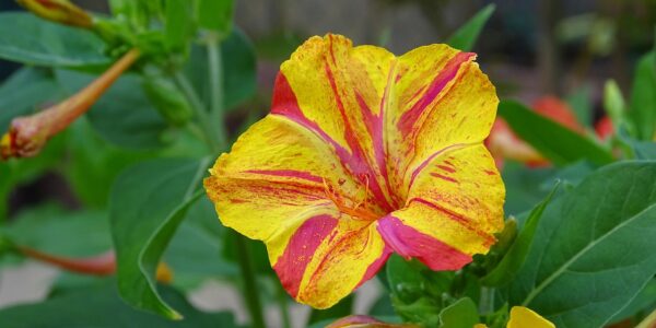 Mirabilis Jalapa