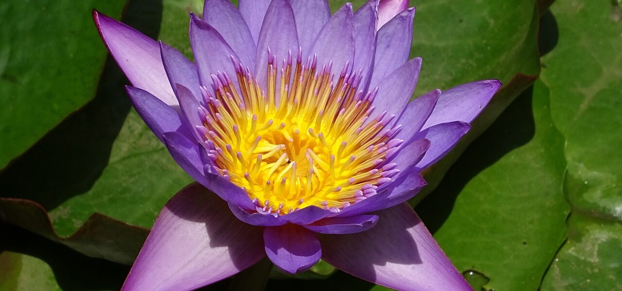 Nymphaea micrantha