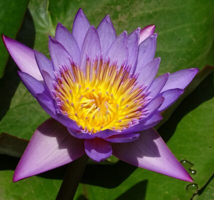 Nymphaea micrantha