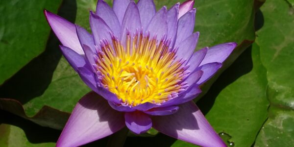 Nymphaea micrantha