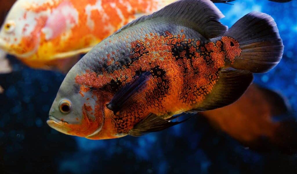 Oscar Fish sebagai Peluang Bisnis: Menguntungkan atau Merugikan