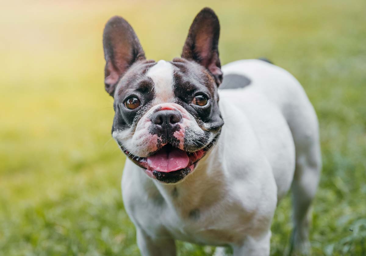 French Bulldog yang menarik