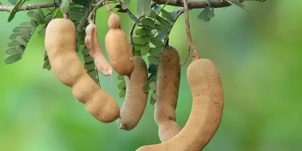 Asam Jawa