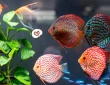 Ikan Discus