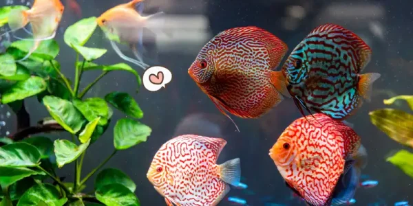 Ikan Discus