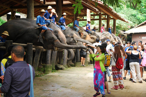 Elephant Camp