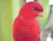 Burung Parkit Merah