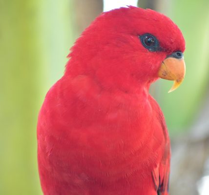 Burung Parkit Merah