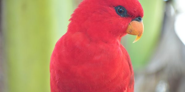 Burung Parkit Merah