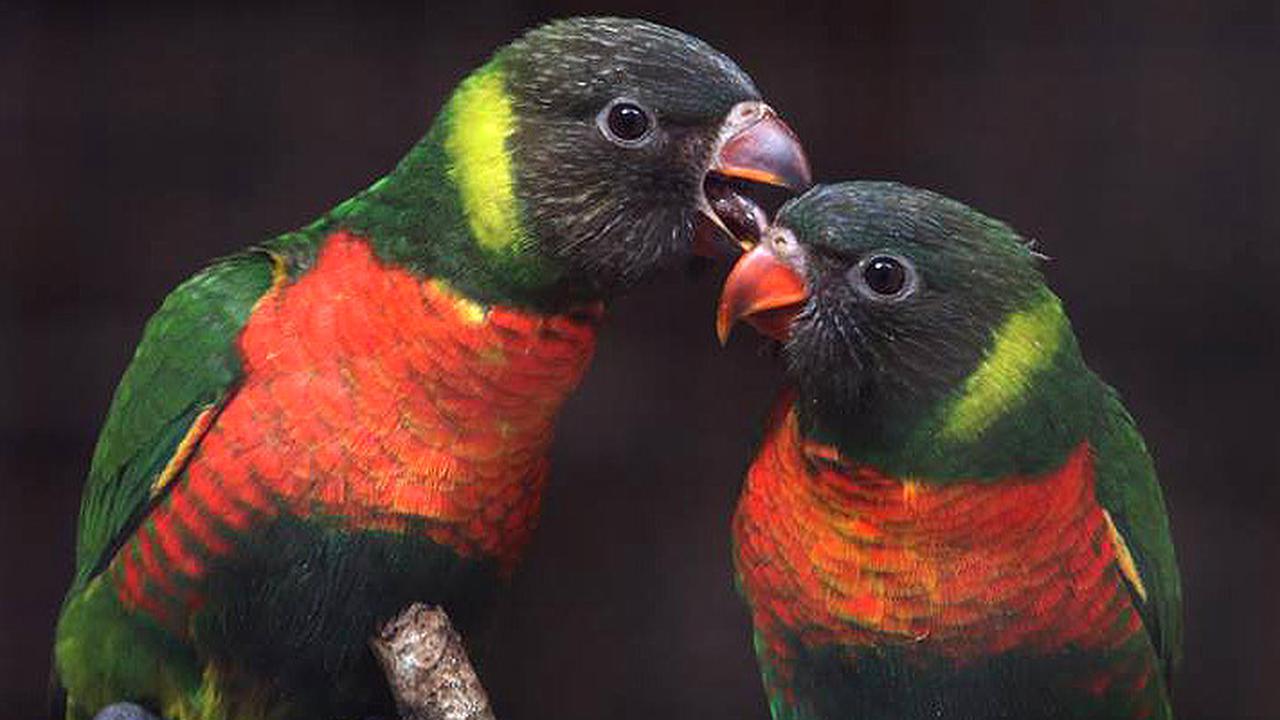 Keindahan Warna yang Menawan