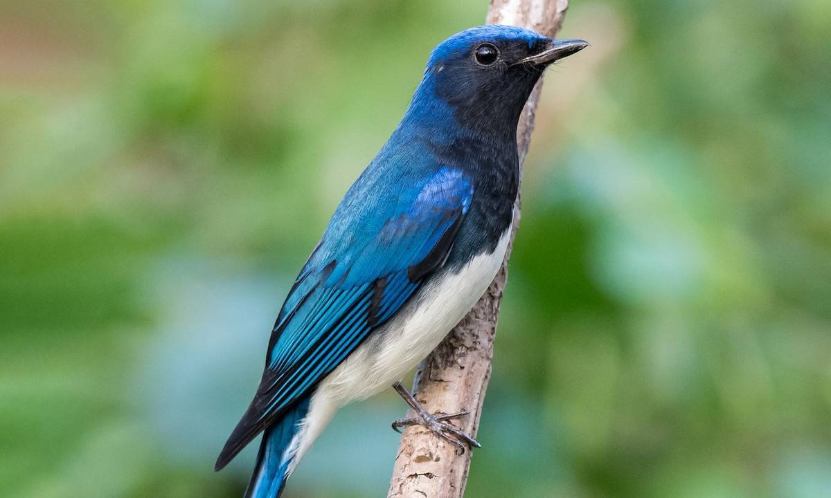 Masa Depan Burung Sikatan Aceh di Alam Liar