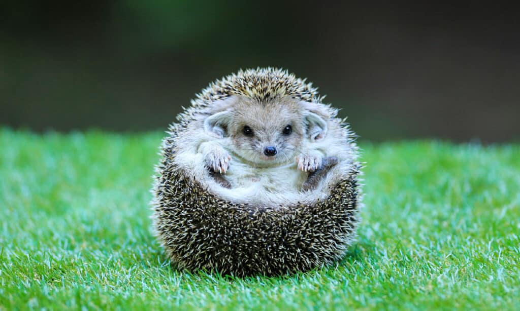 Mengenal Karakter Hedgehog Sebelum Memeliharanya