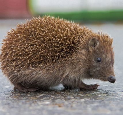 hedgehog