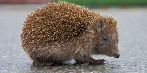 hedgehog