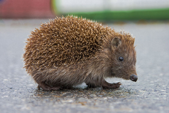 hedgehog